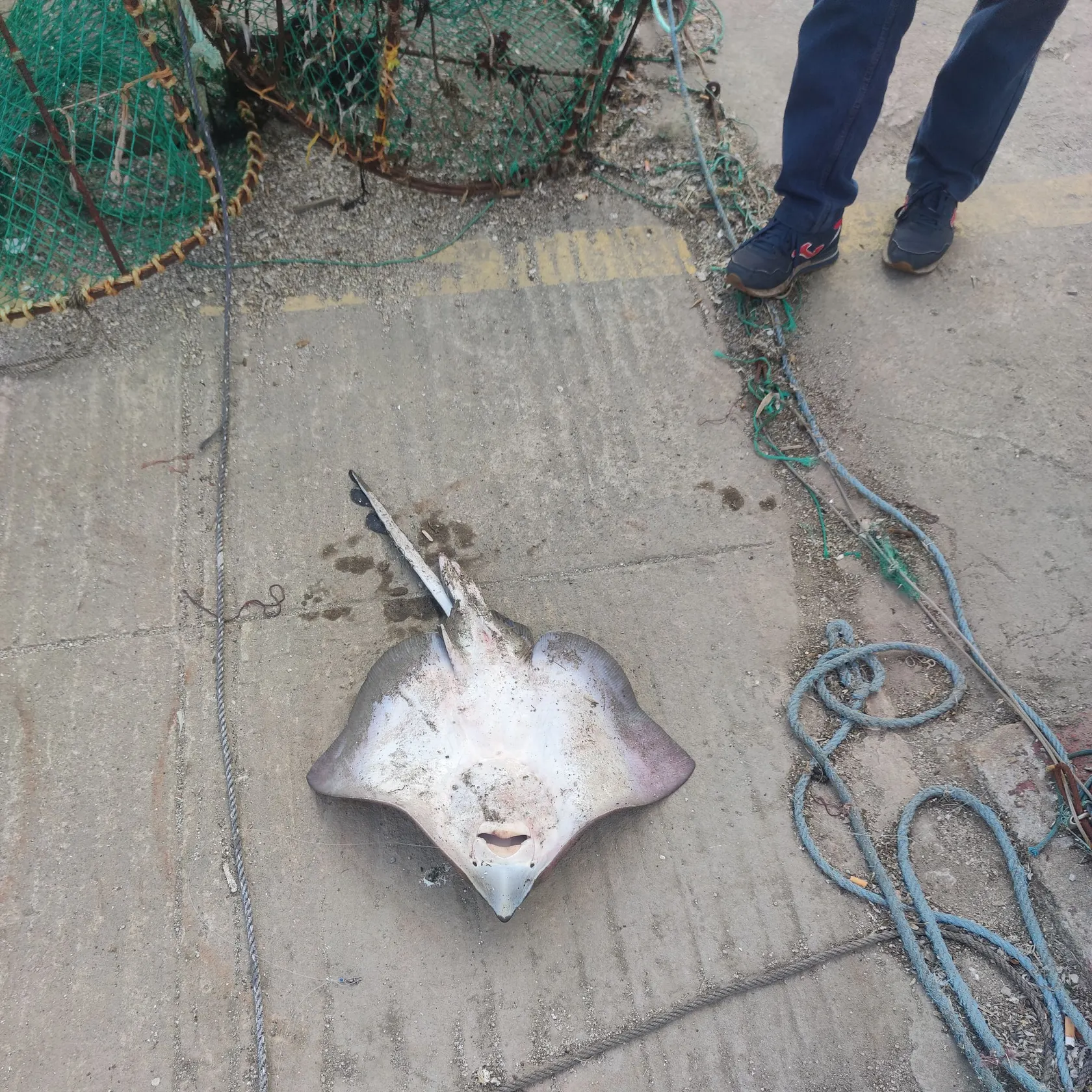 The most recent Thornback ray catches on Fishbrain