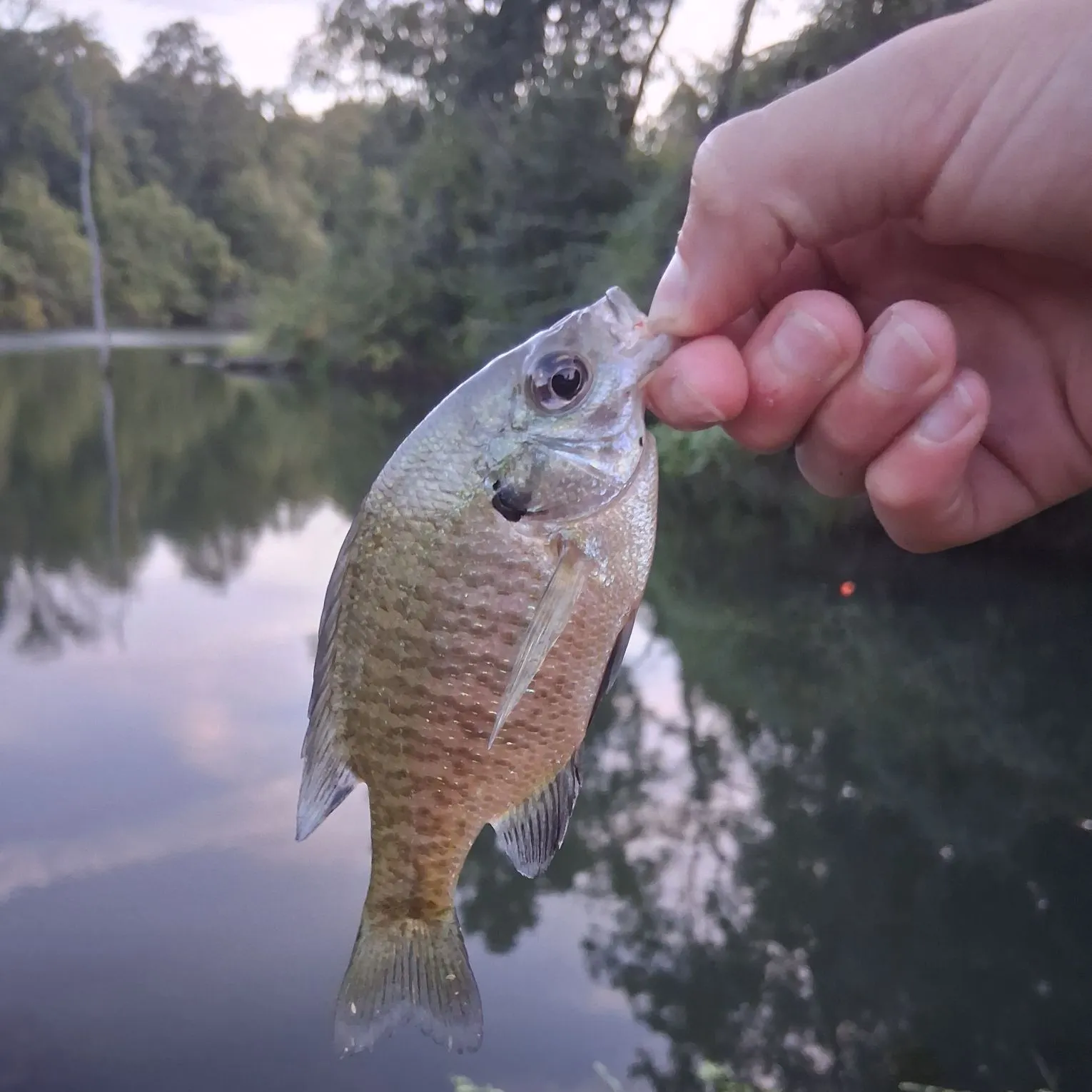 Bluegill caught on Fishbrain