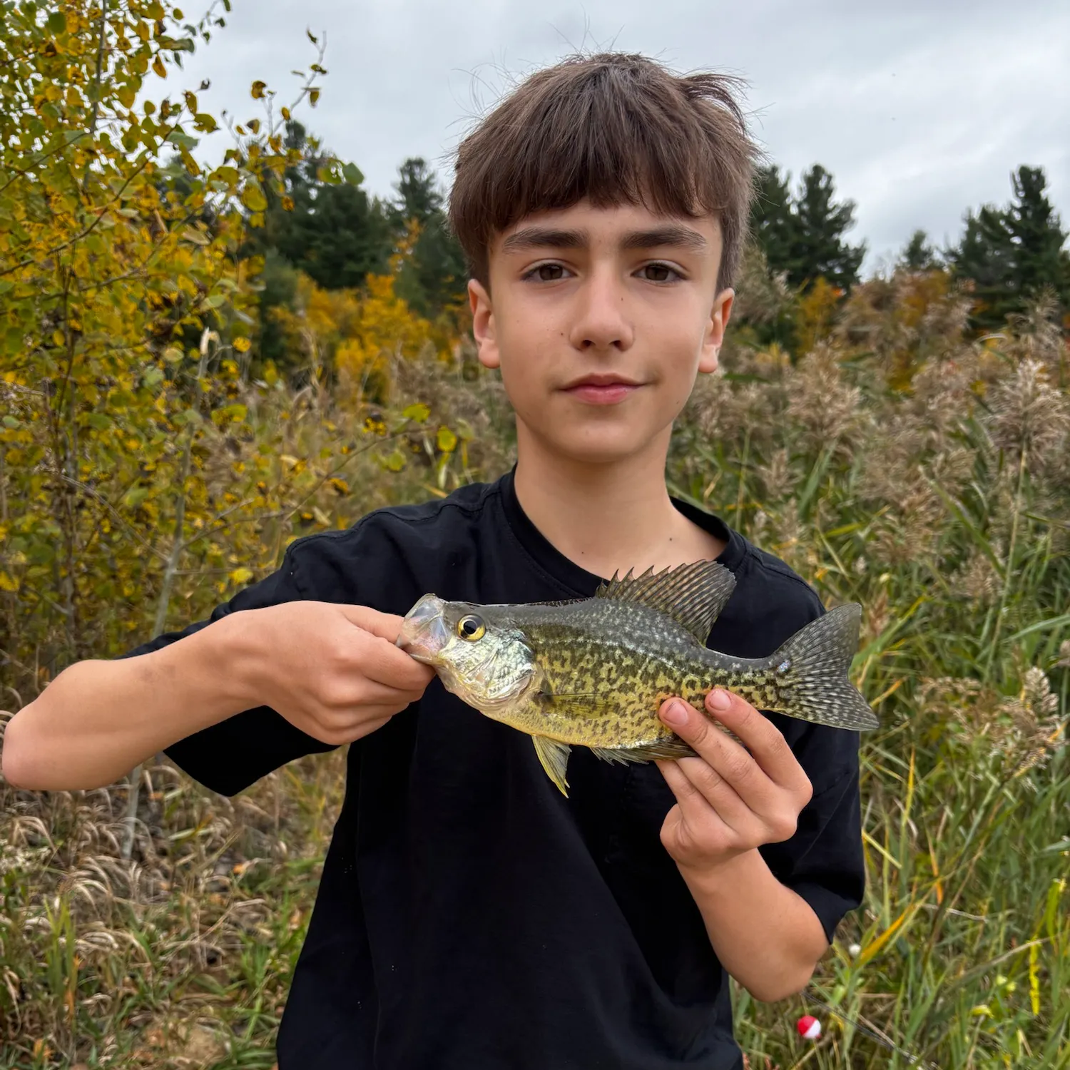 Black crappie caught on Fishbrain