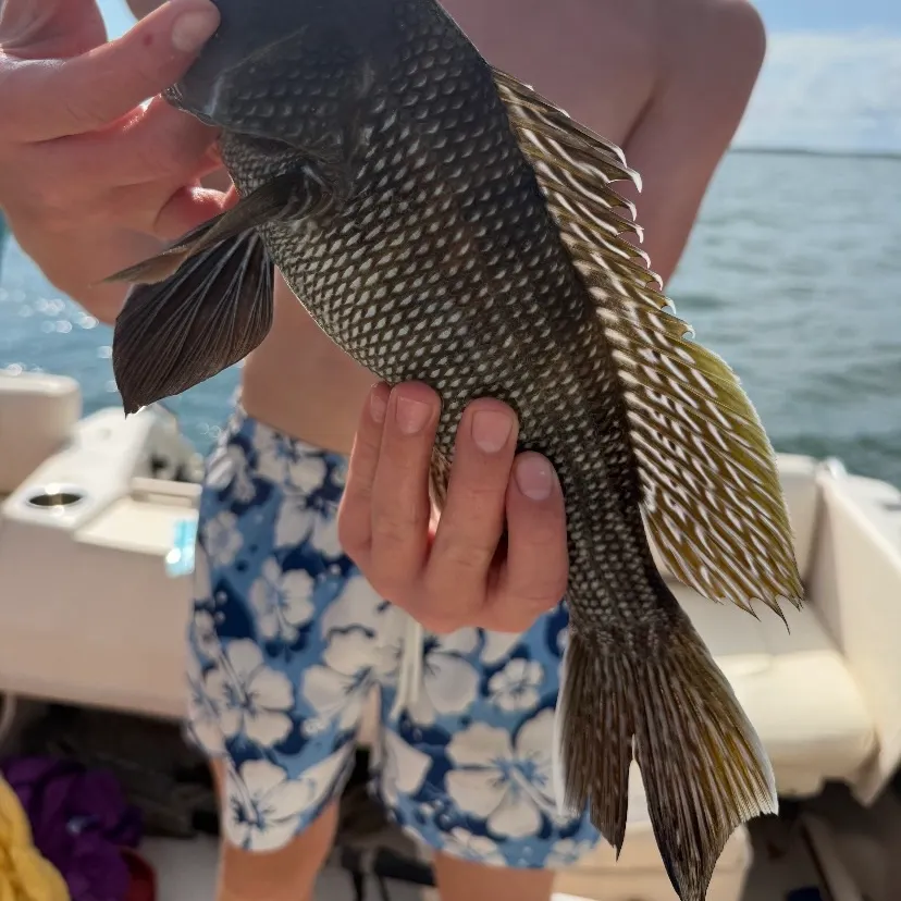 Black sea bass caught on Fishbrain