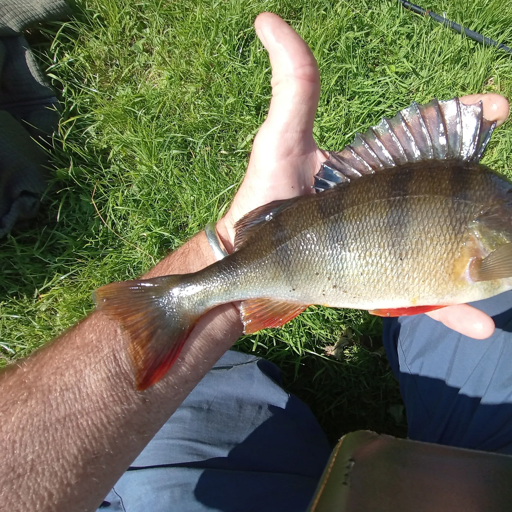 European perch caught on Fishbrain