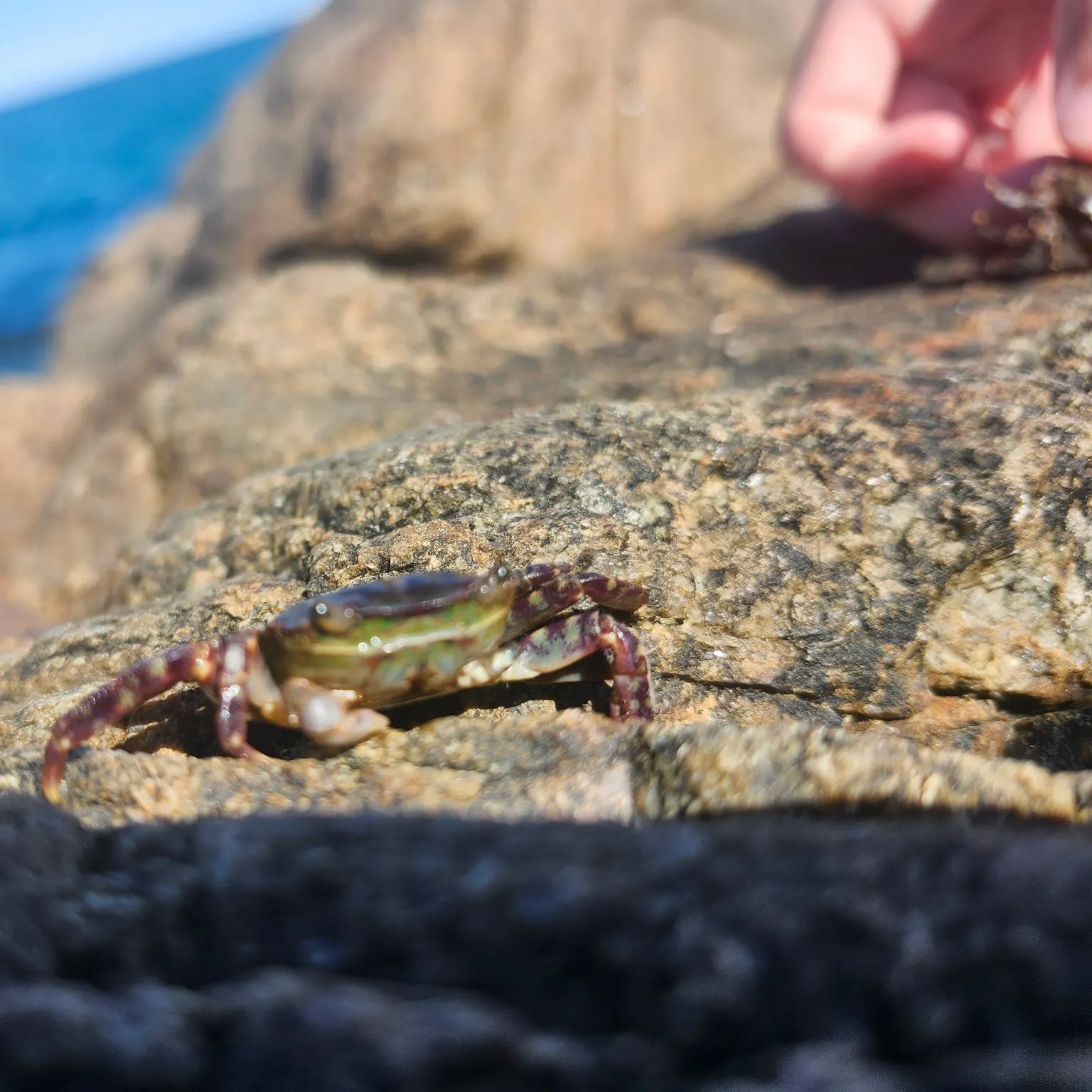 The most recent Asian shore crab catches on Fishbrain