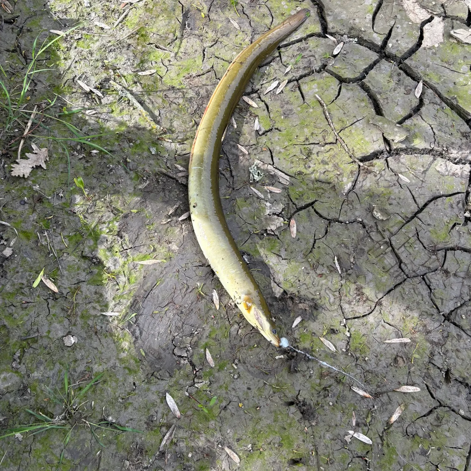 European eel caught on Fishbrain