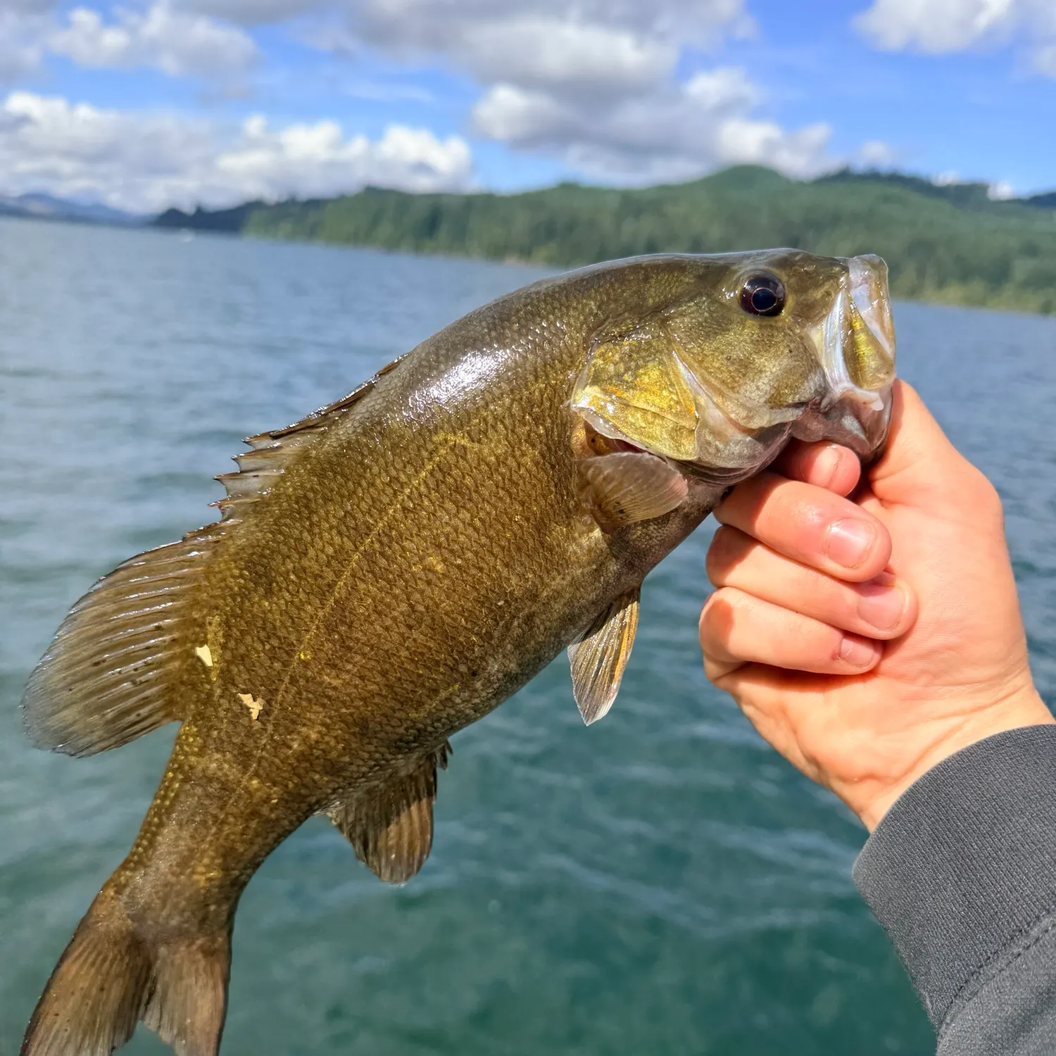 Smallmouth bass caught on Fishbrain