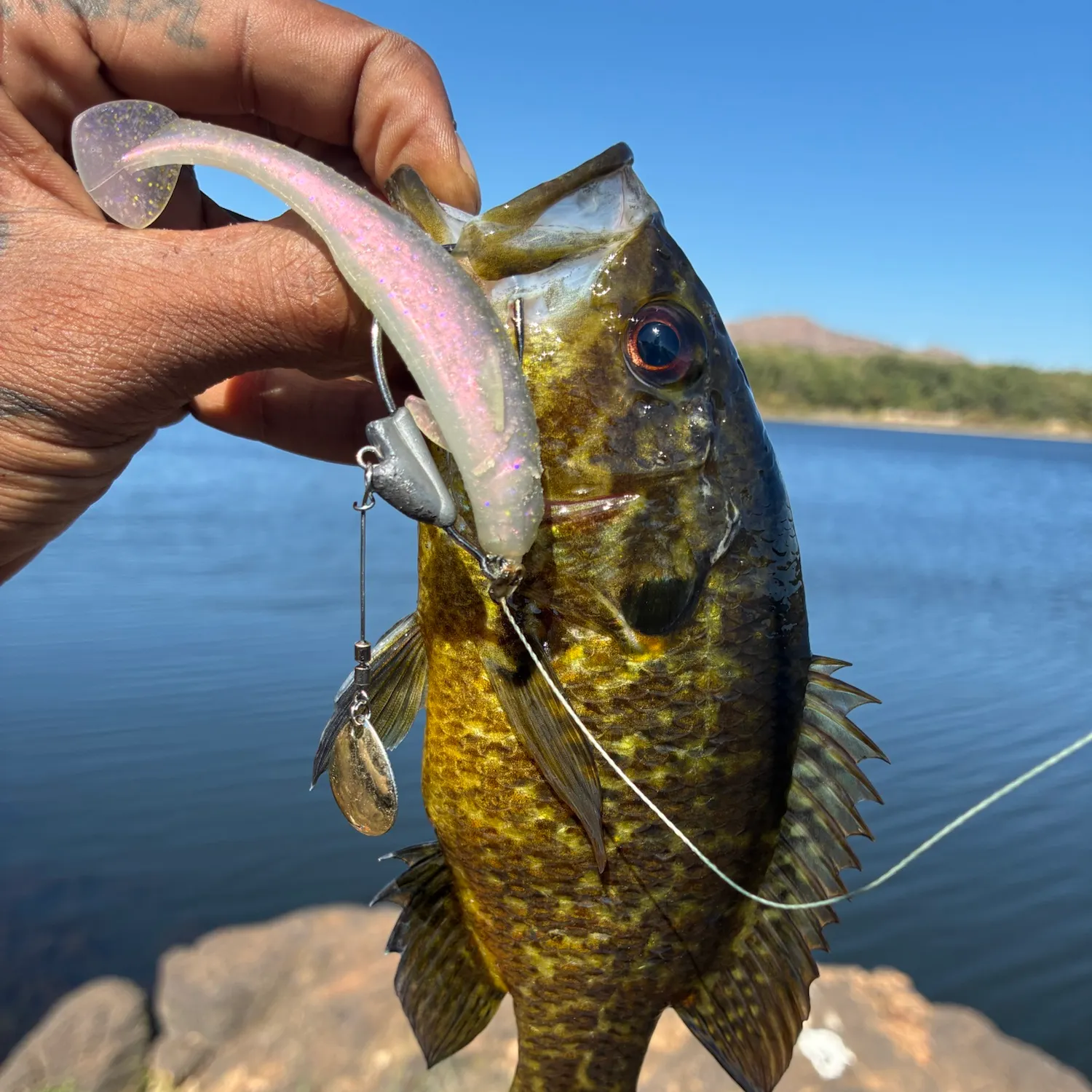 Warmouth caught on Fishbrain