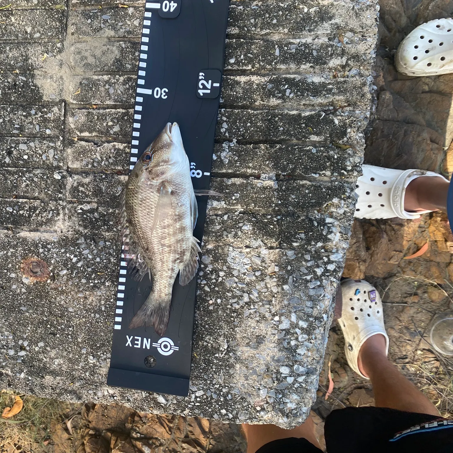 The most recent Trumpet emperor catches on Fishbrain