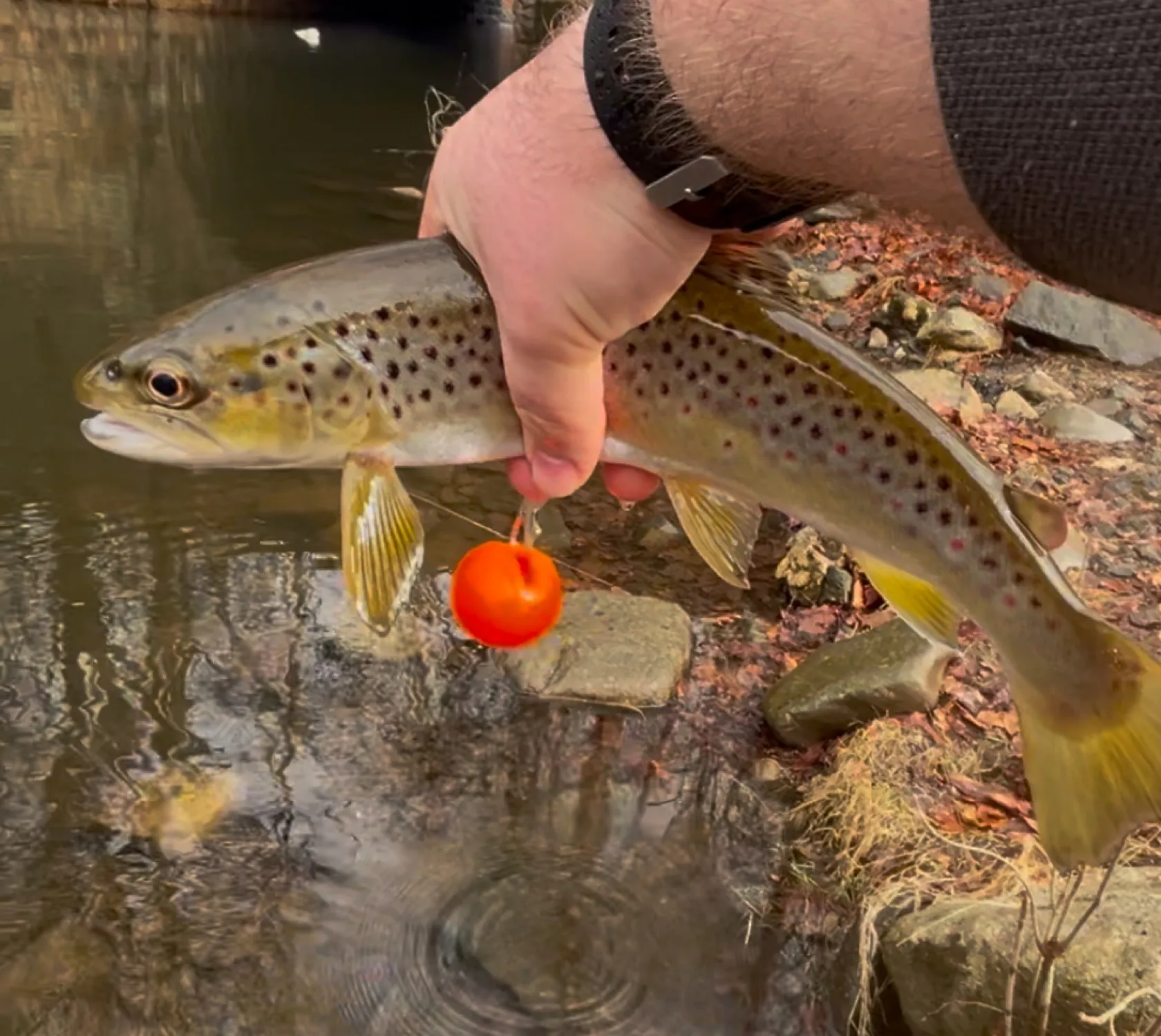 recently logged catches