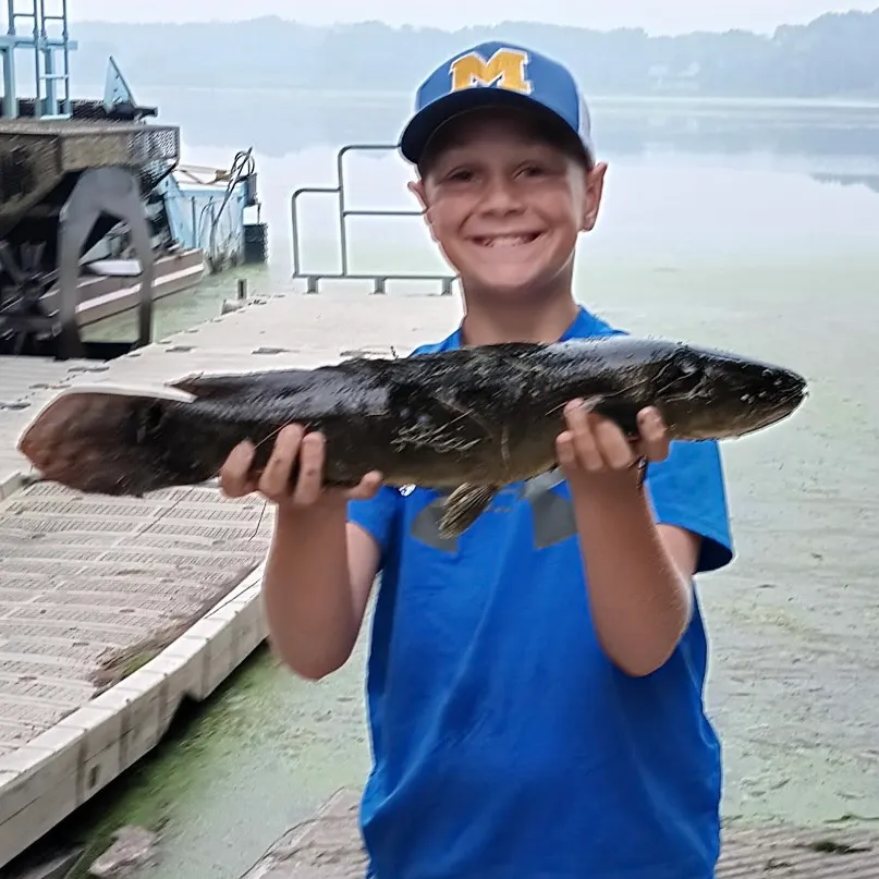 The most recent Eyetail bowfin catches on Fishbrain