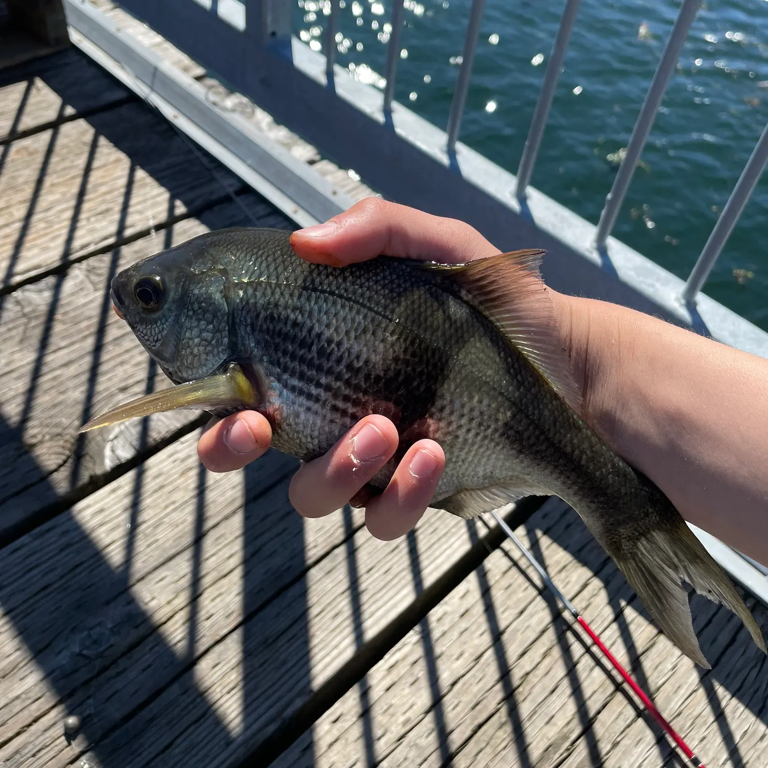 The most recent Pile perch catches on Fishbrain