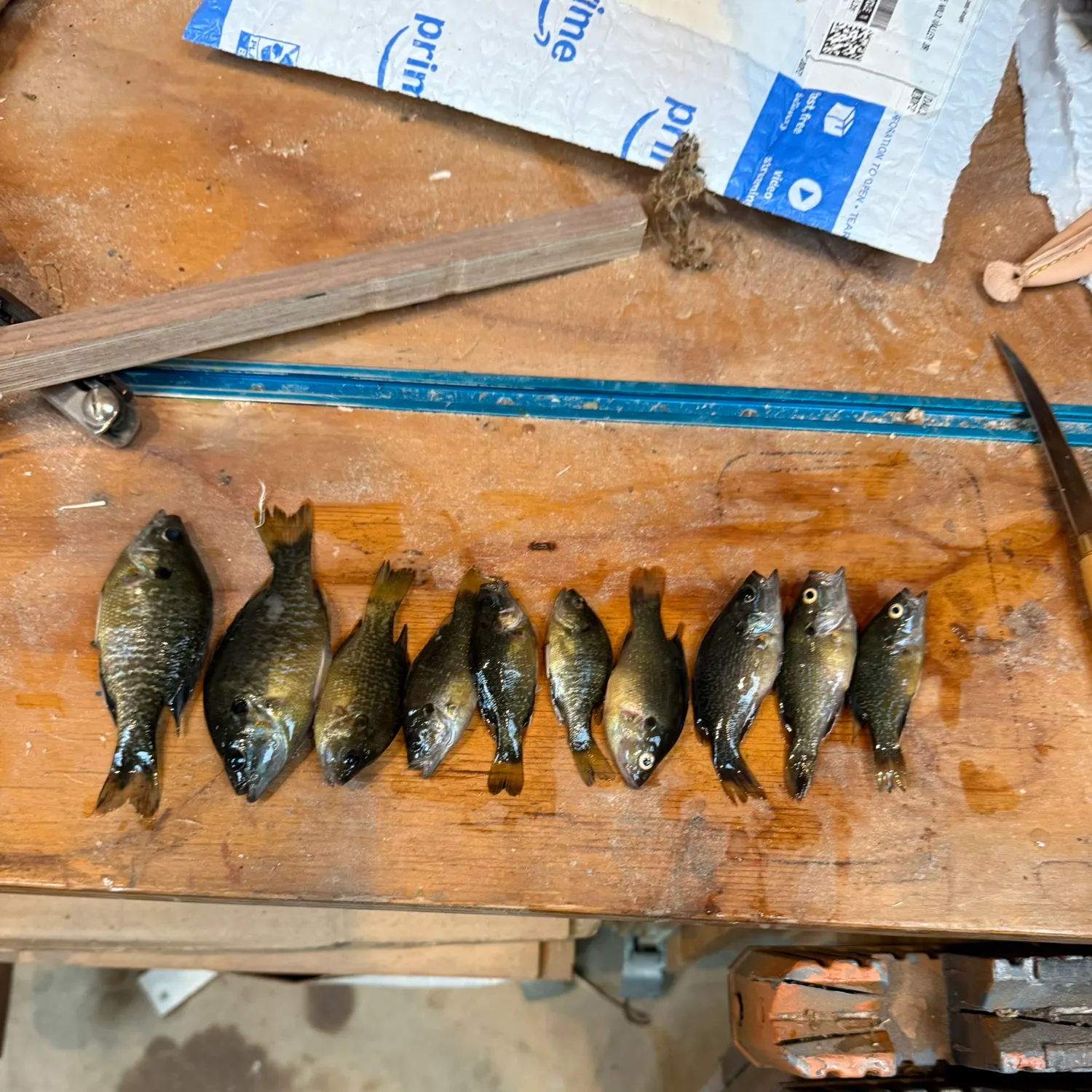 recently logged catches