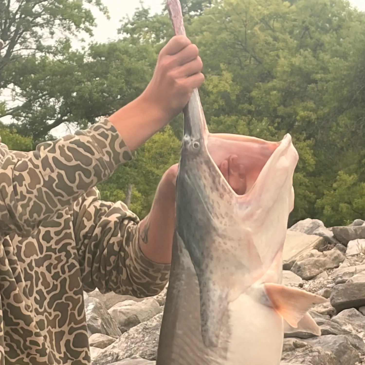 The most recent Paddlefish catches on Fishbrain