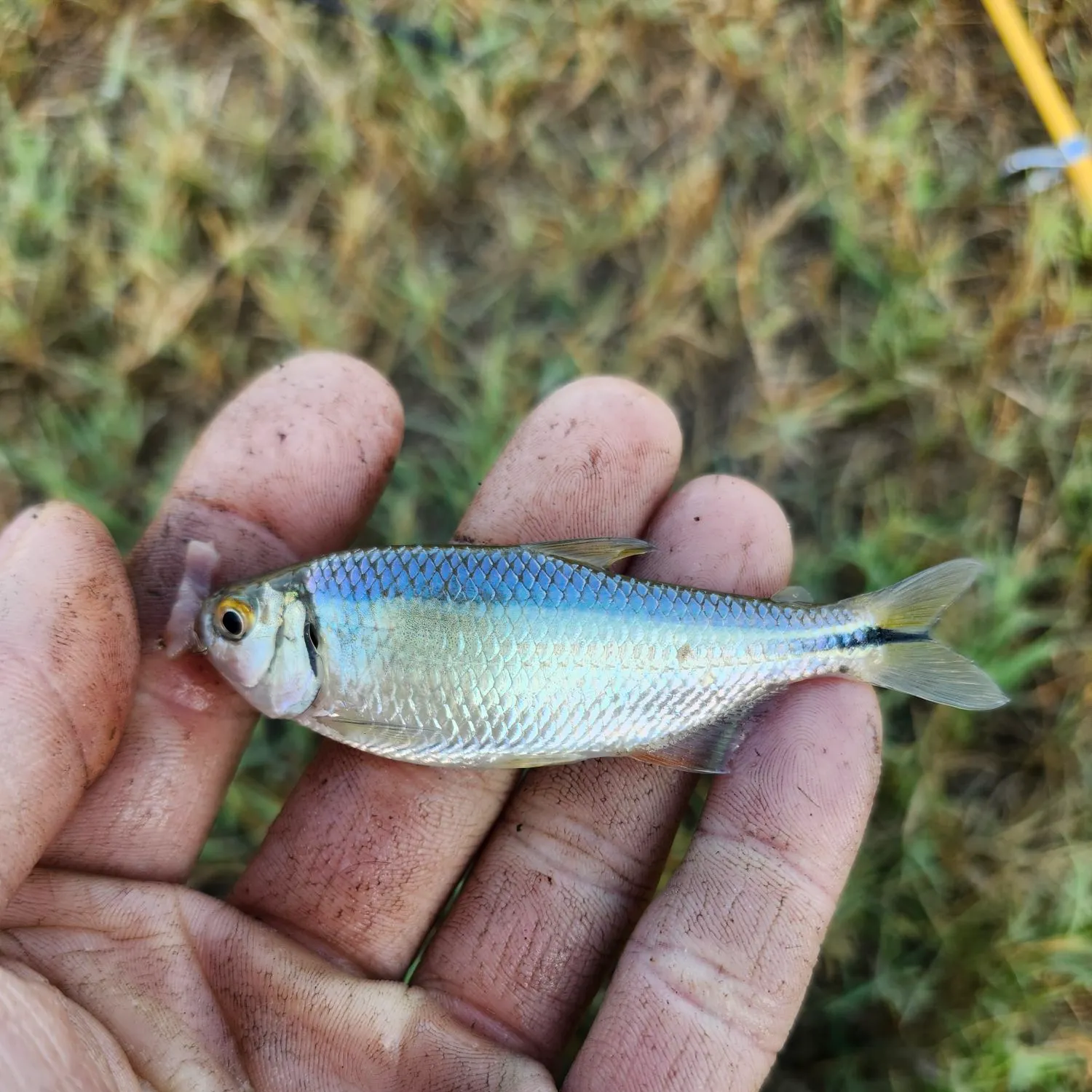 The most recent Mexican tetra catches on Fishbrain
