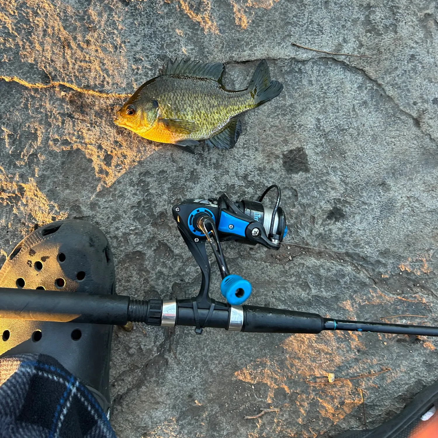 Bluegill caught on Fishbrain