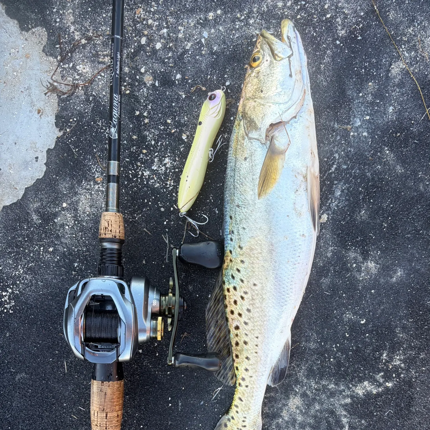 Spotted seatrout caught on Fishbrain