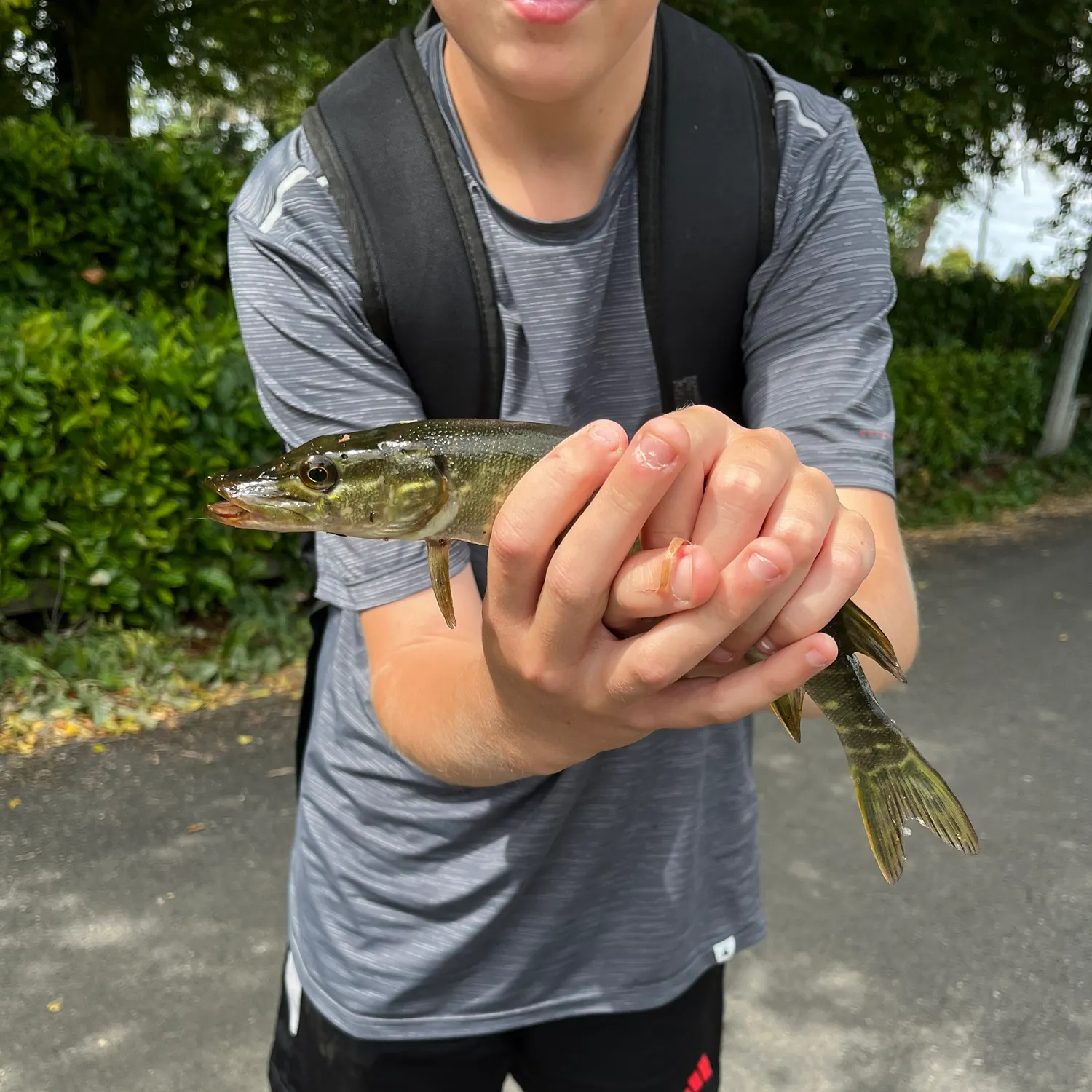 Northern pike caught on Fishbrain