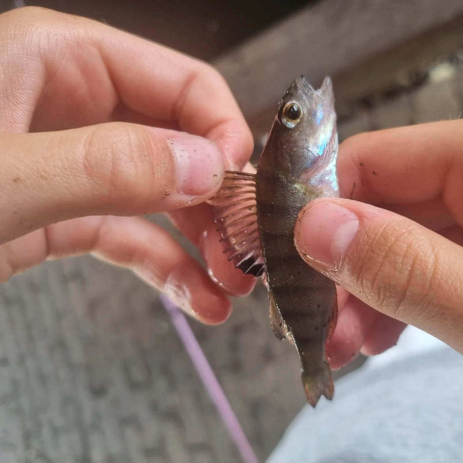 European perch caught on Fishbrain