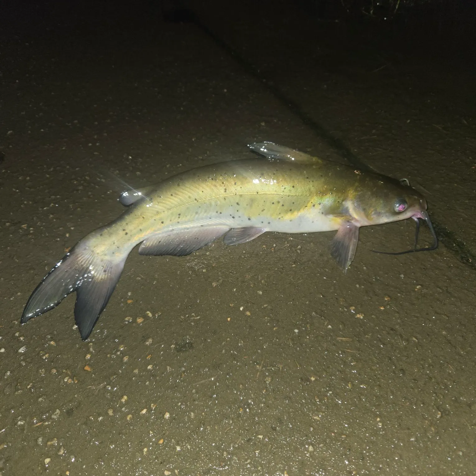 Channel catfish caught on Fishbrain
