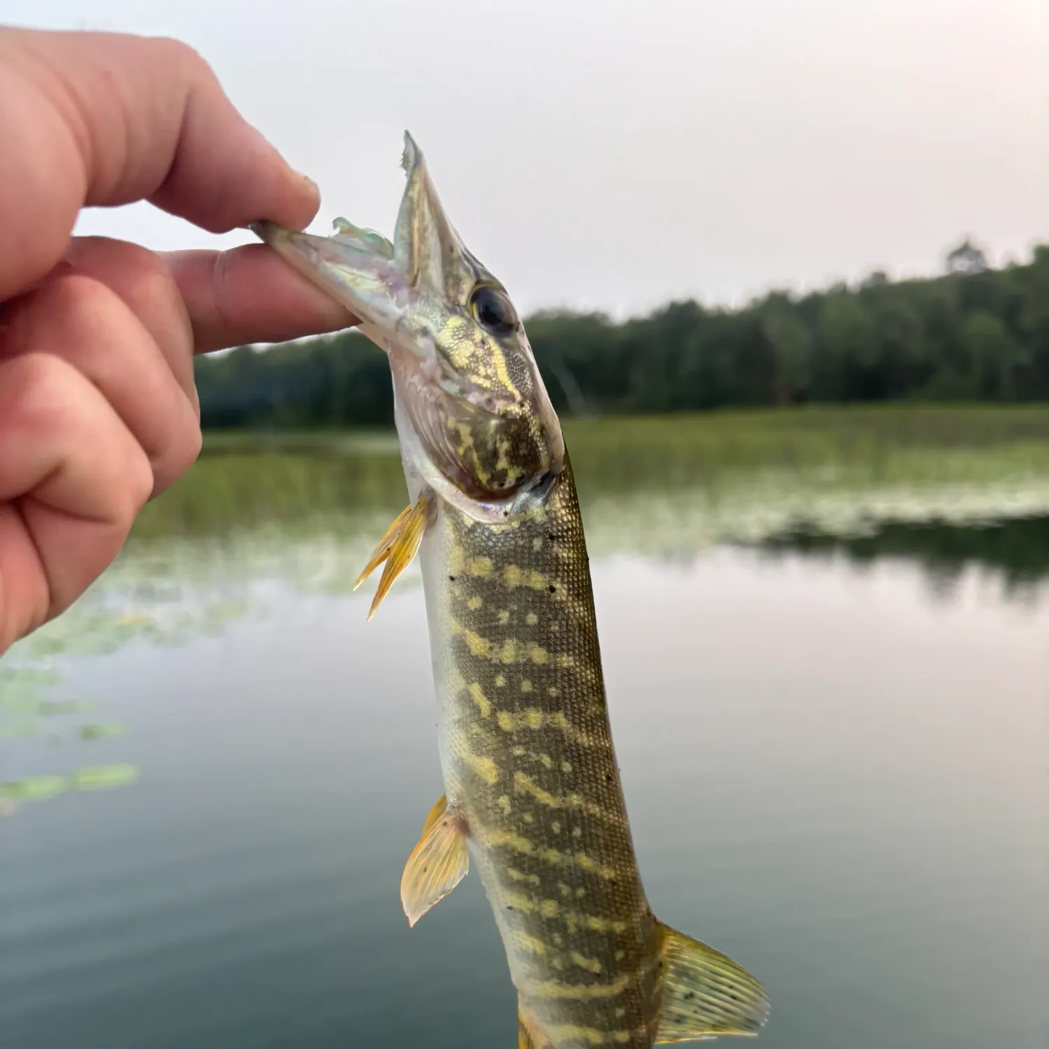 Northern pike caught on Fishbrain