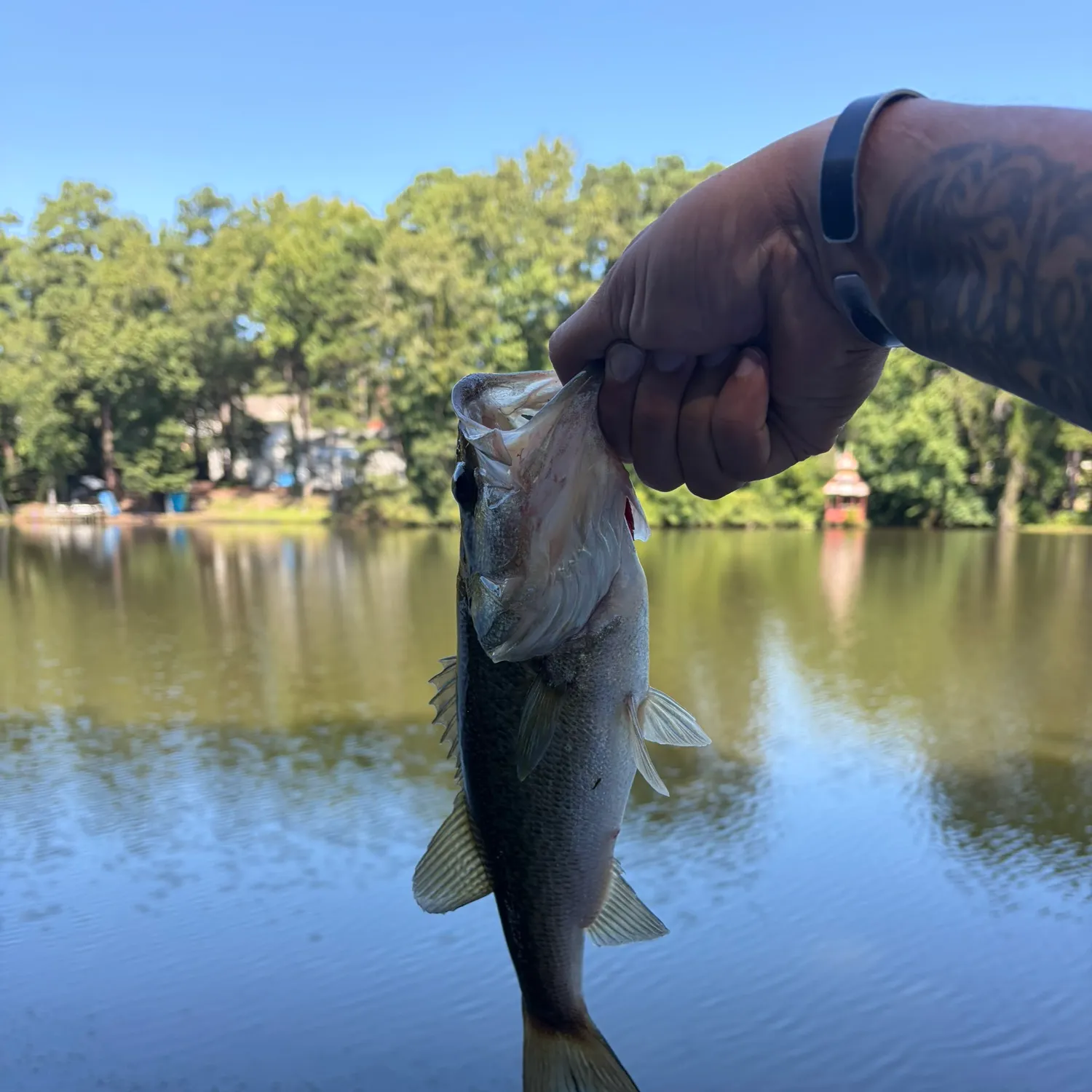 Largemouth bass caught on Fishbrain