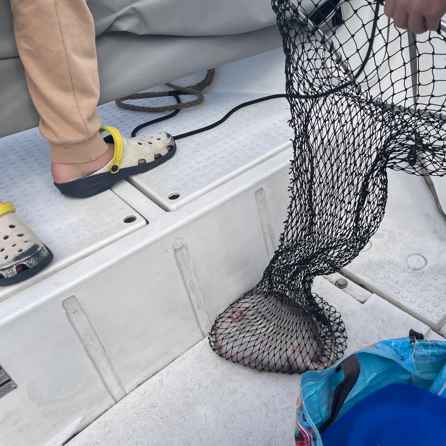 The most recent Common stingaree catches on Fishbrain