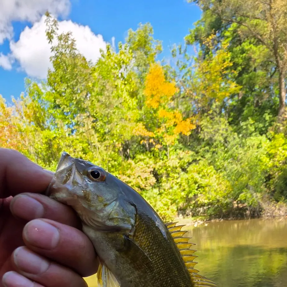 Smallmouth bass caught on Fishbrain