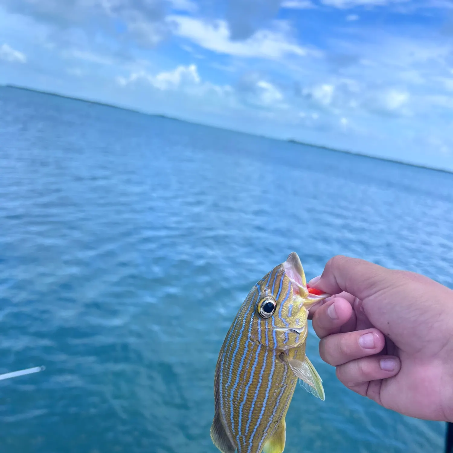 The most recent Bluestriped grunt catches on Fishbrain