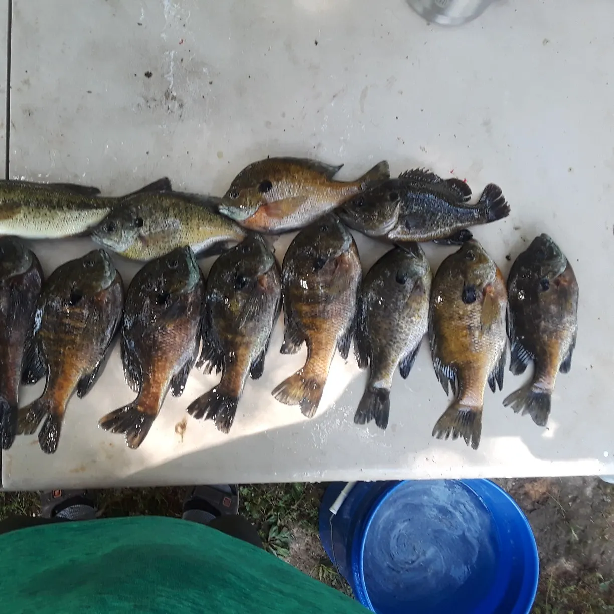 recently logged catches