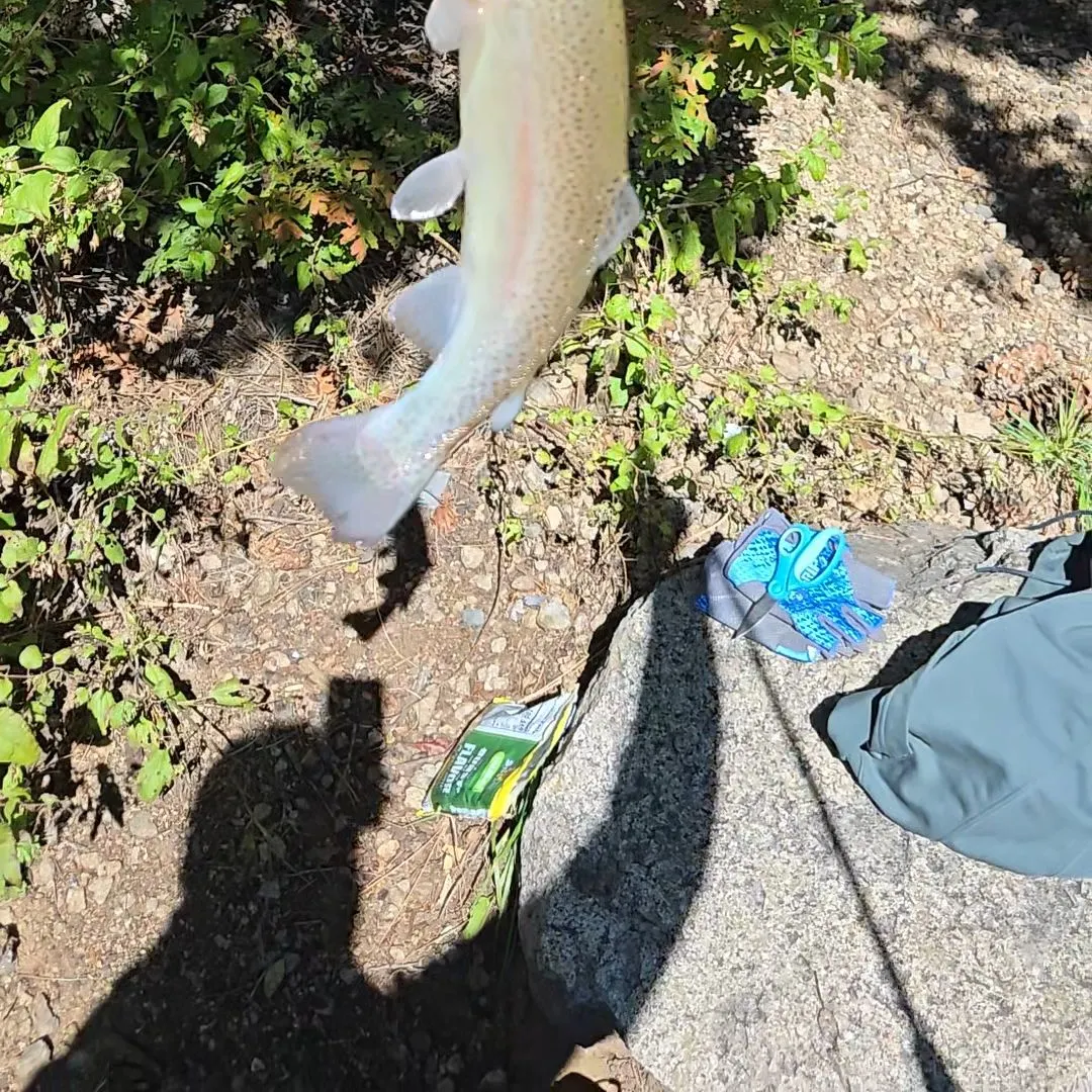 Rainbow trout caught on Fishbrain