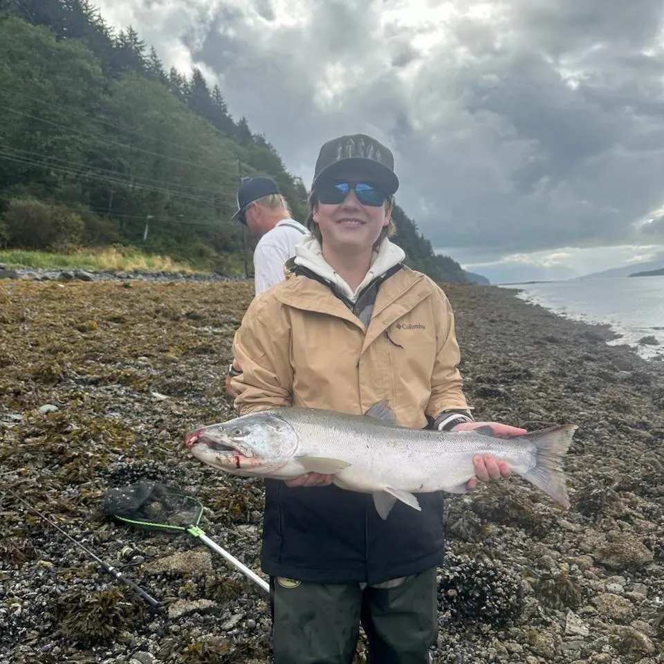 The most recent Atlantic salmon catches on Fishbrain