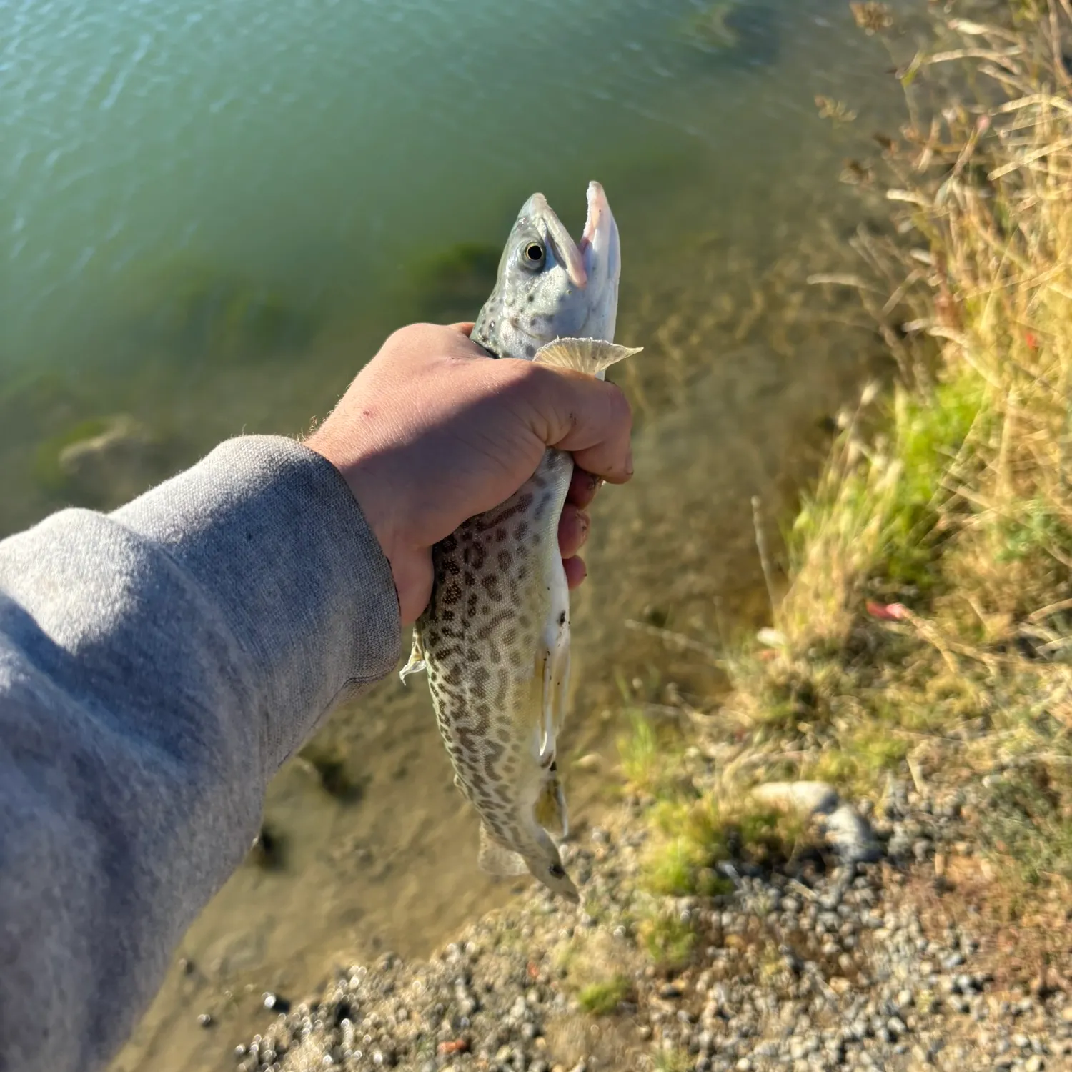 Tiger trout caught on Fishbrain