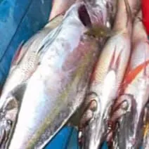 The most recent Two-spot red snapper catches on Fishbrain