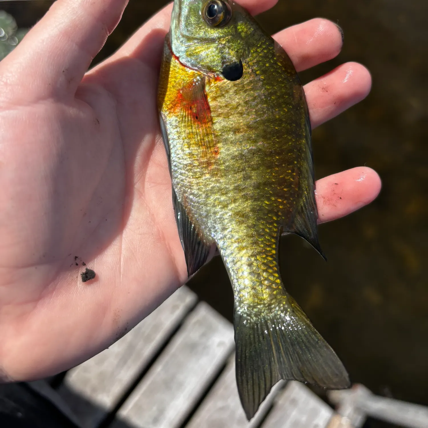 Bluegill caught on Fishbrain