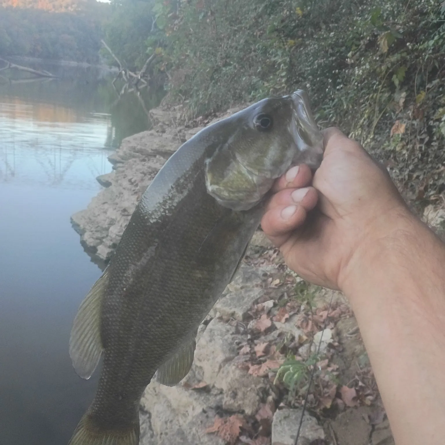 The most recent Smallmouth bass catches on Fishbrain