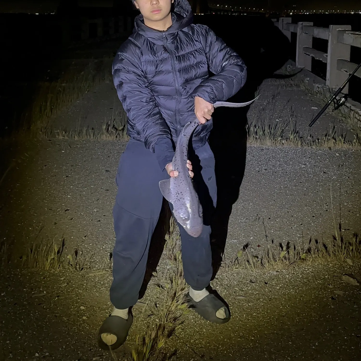 The most recent Broadnose sevengill shark catches on Fishbrain