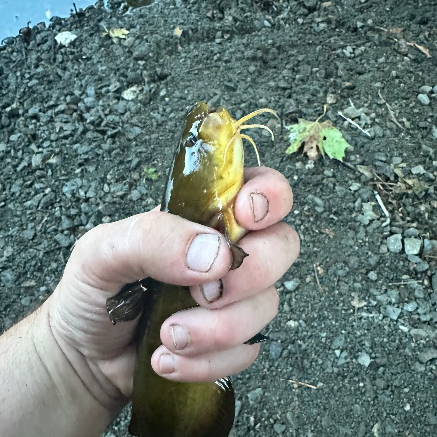 Yellow bullhead caught on Fishbrain