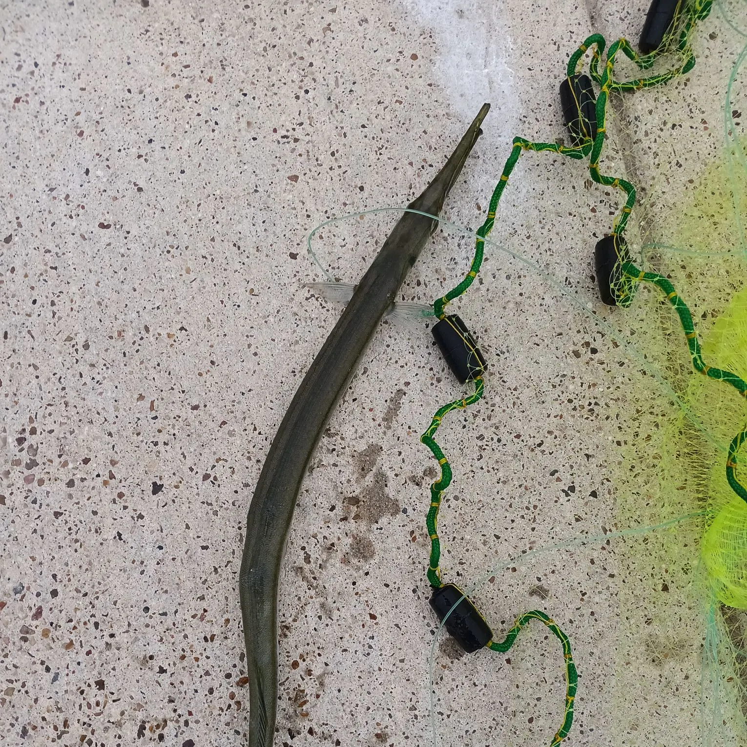 The most recent Mexican needlefish catches on Fishbrain