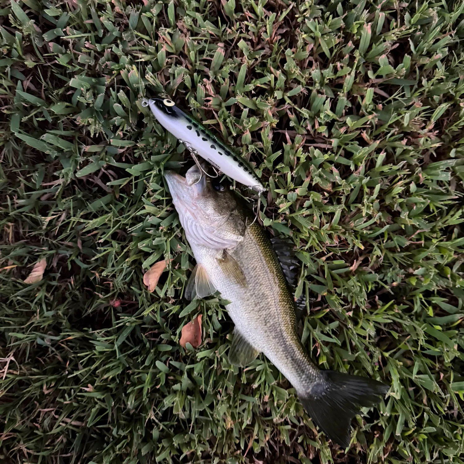 Largemouth bass caught on Fishbrain
