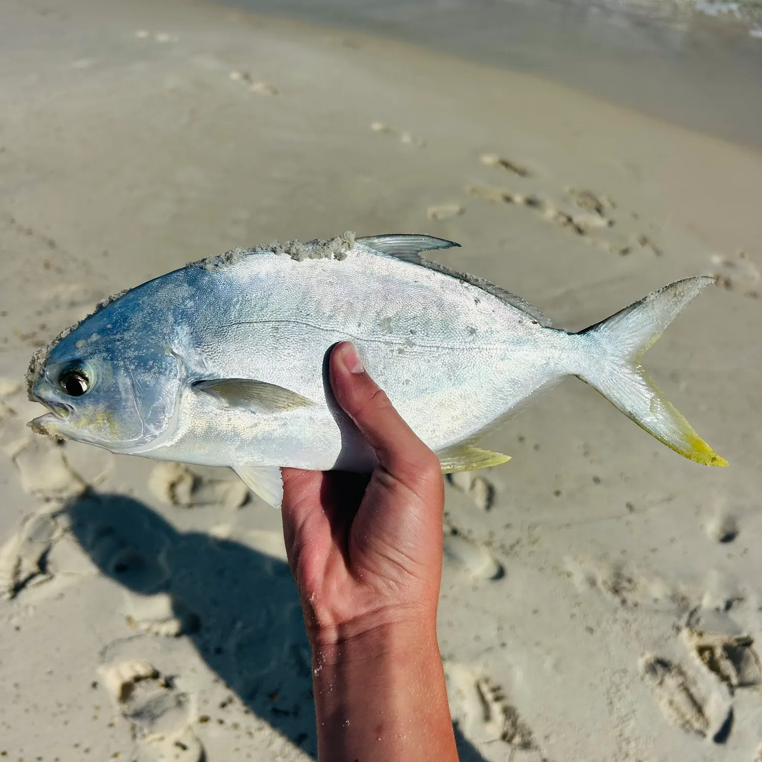 The most recent Florida pompano catches on Fishbrain