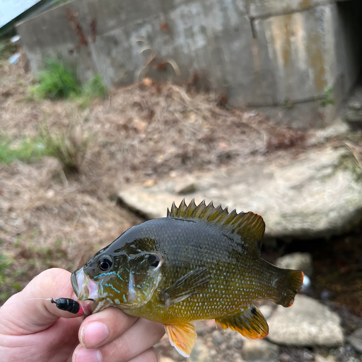 Green sunfish caught on Fishbrain