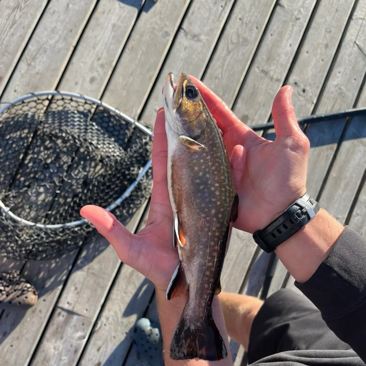Brook trout caught on Fishbrain