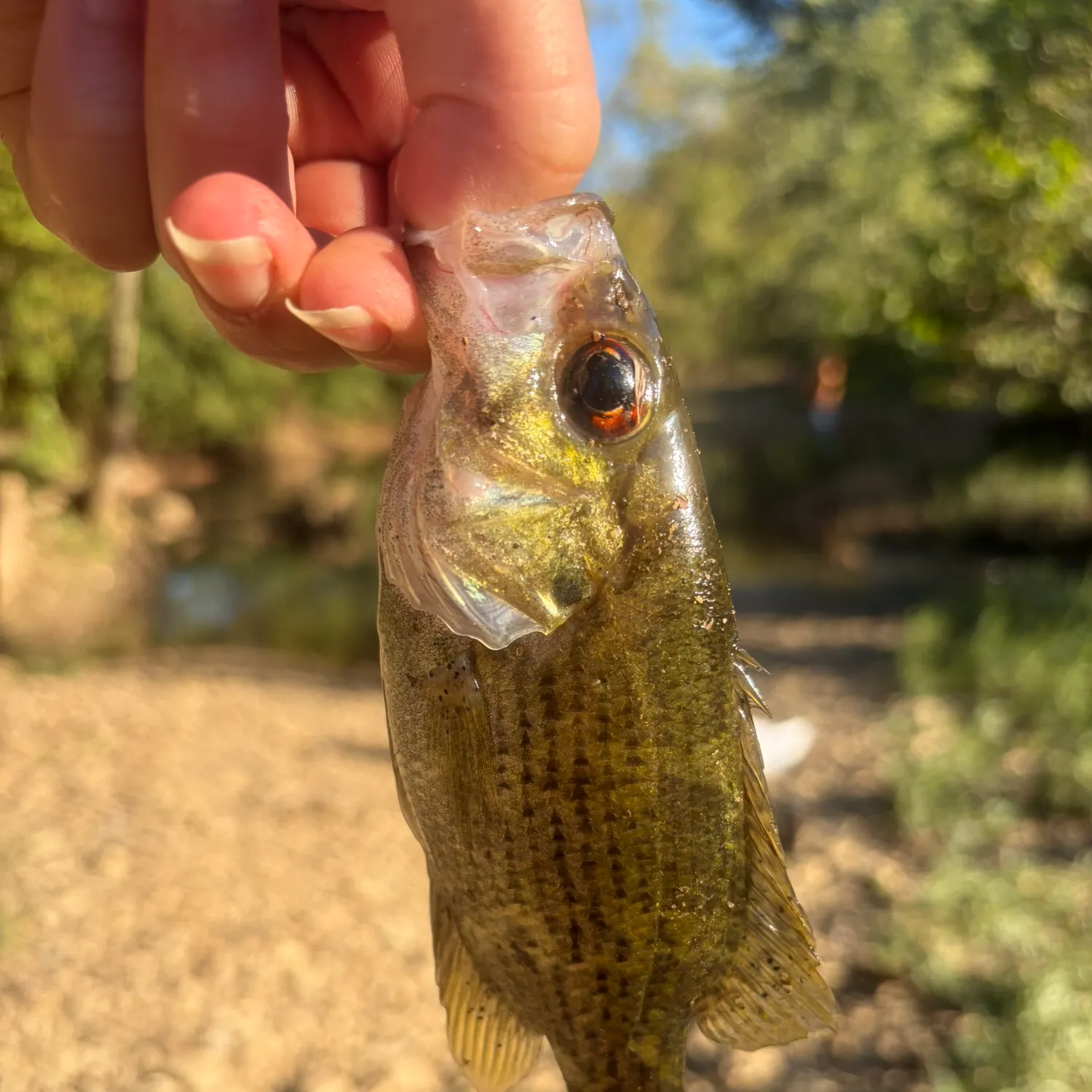 Rock bass caught on Fishbrain