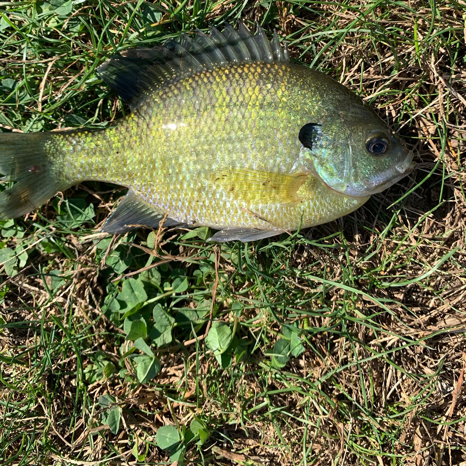Bluegill caught on Fishbrain