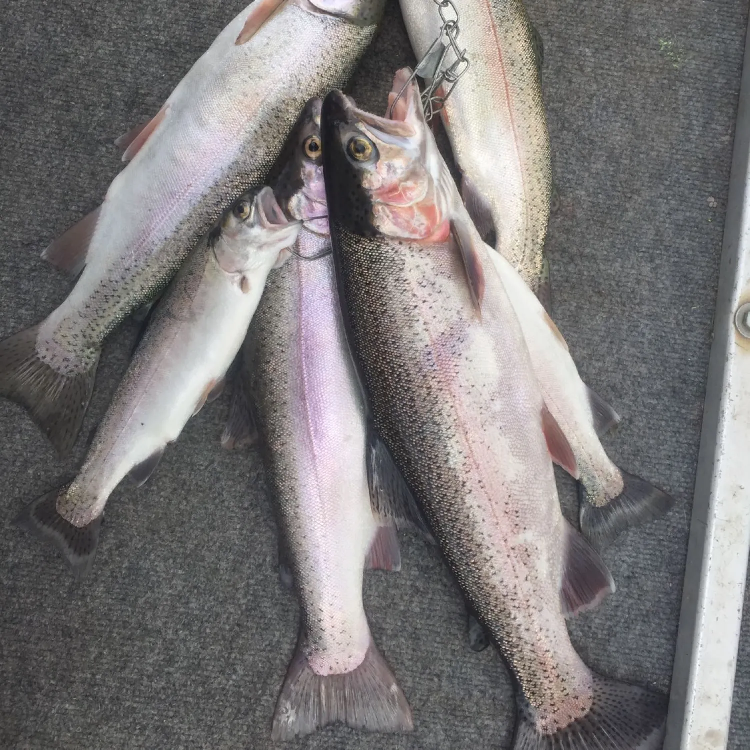 recently logged catches