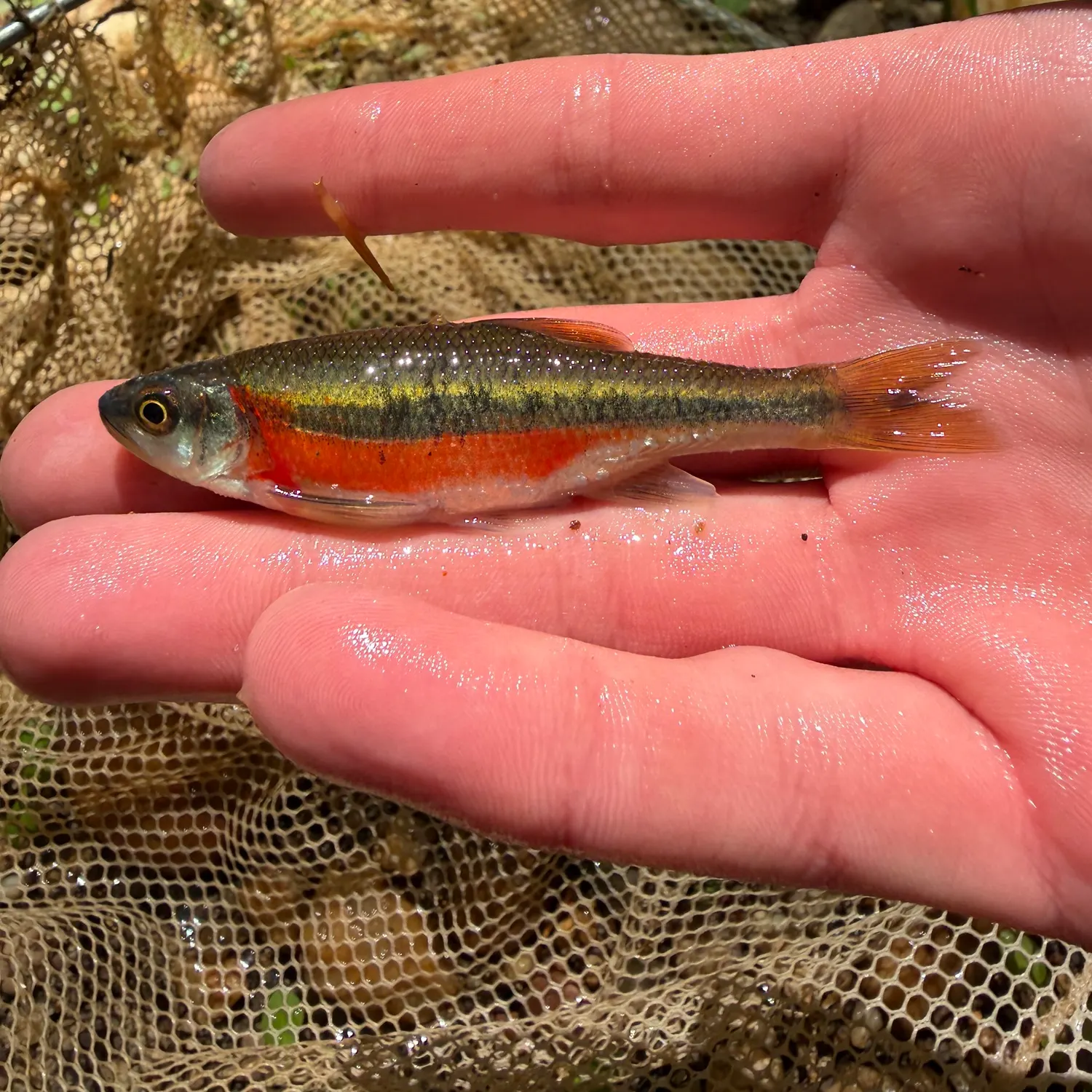 The most recent Rosyside dace catches on Fishbrain
