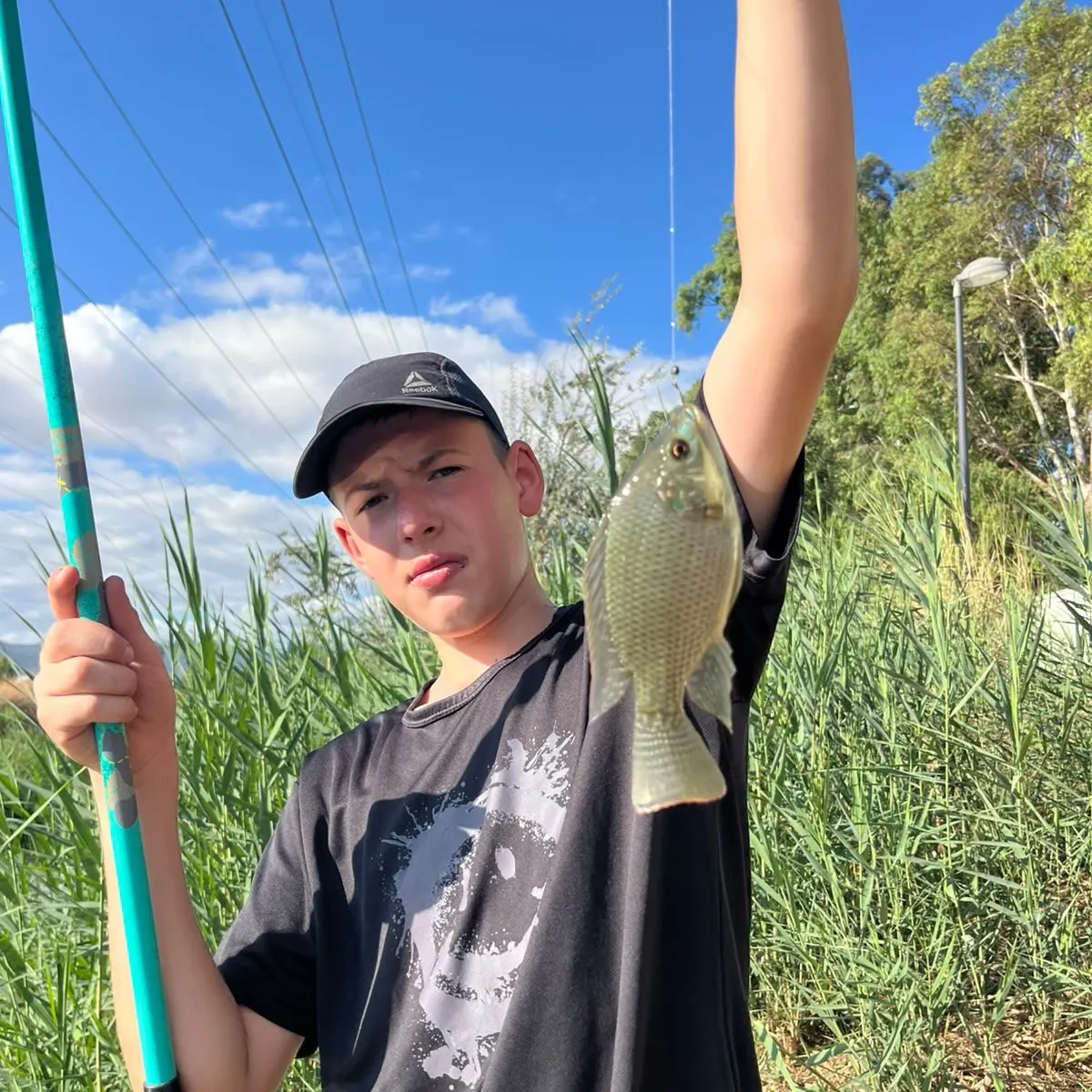 Nile tilapia caught on Fishbrain