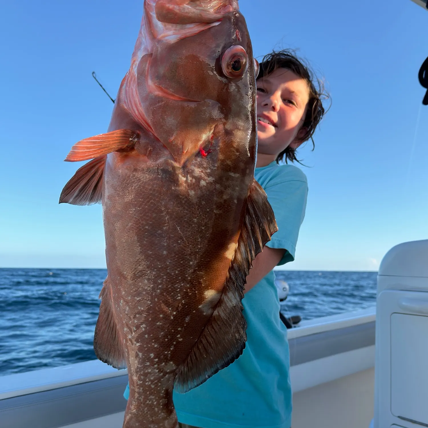 The most recent Red grouper catches on Fishbrain