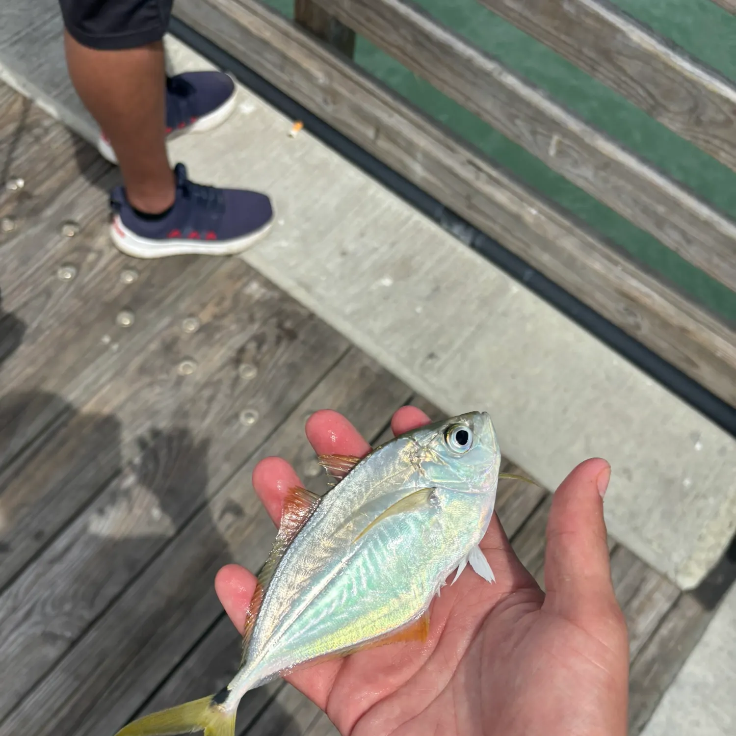 The most recent Atlantic bumper catches on Fishbrain