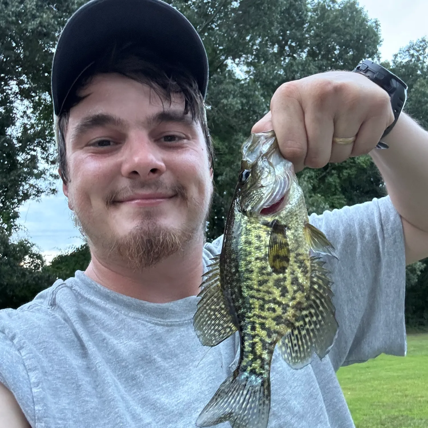 Black crappie caught on Fishbrain
