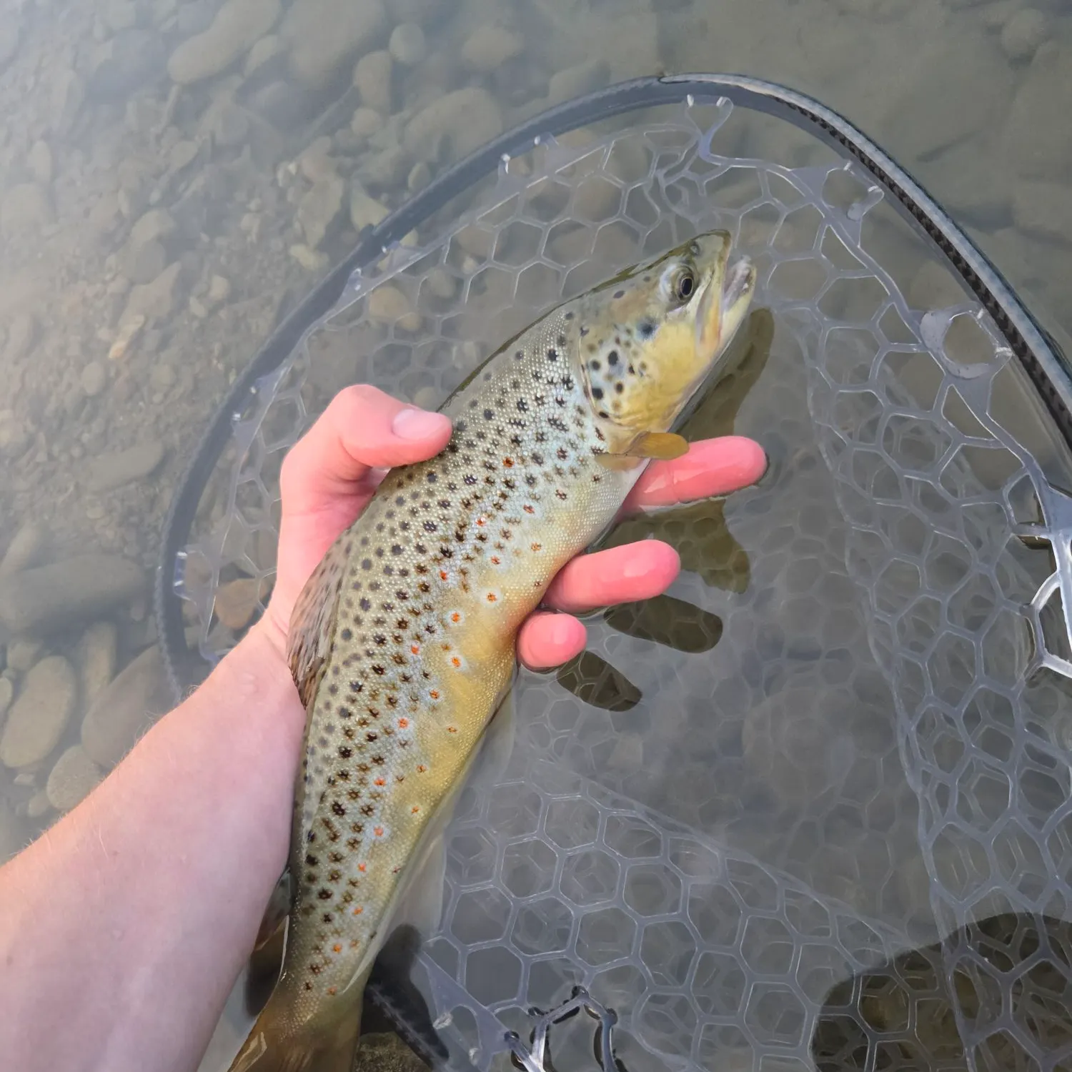 Brown trout caught on Fishbrain