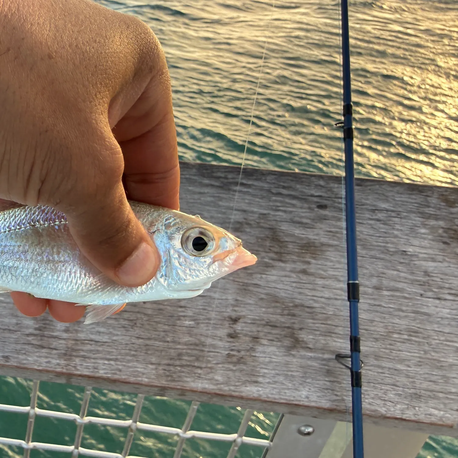 The most recent Threadfin shad catches on Fishbrain